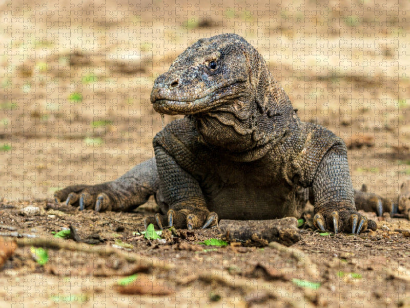 Komodowaran - Varanus komodoensis - in Indonesien - CALVENDO Foto-Puzzle'