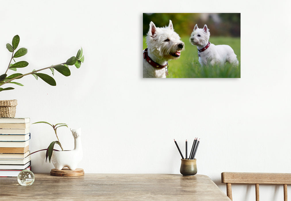 Premium Textil-Leinwand Premium Textil-Leinwand 120 cm x 80 cm quer West Highland White Terrier