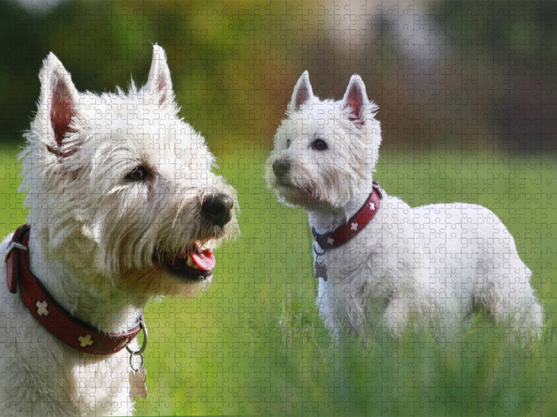 West Highland White Terrier - CALVENDO Foto-Puzzle'