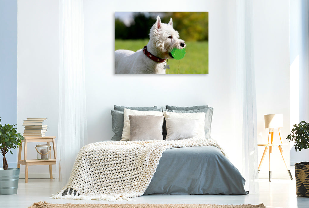 Premium Textil-Leinwand Premium Textil-Leinwand 120 cm x 80 cm quer West Highland White Terrier