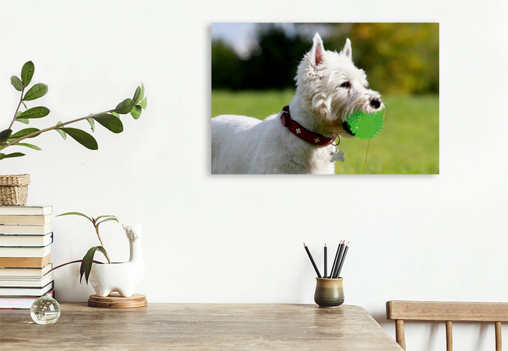 Premium Textil-Leinwand Premium Textil-Leinwand 120 cm x 80 cm quer West Highland White Terrier