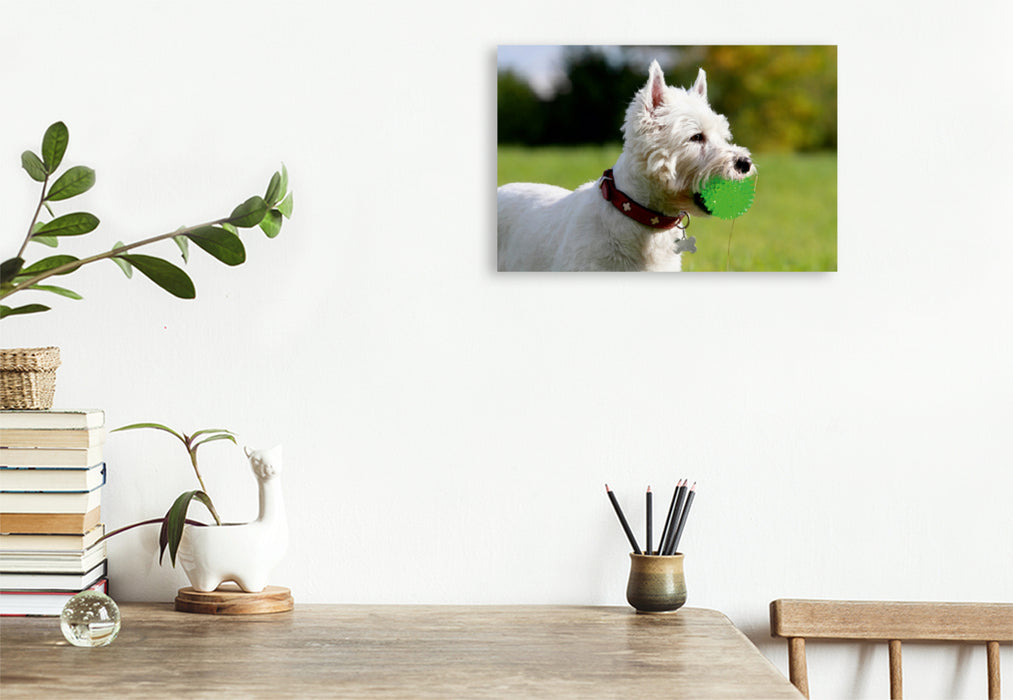 Premium Textil-Leinwand Premium Textil-Leinwand 120 cm x 80 cm quer West Highland White Terrier