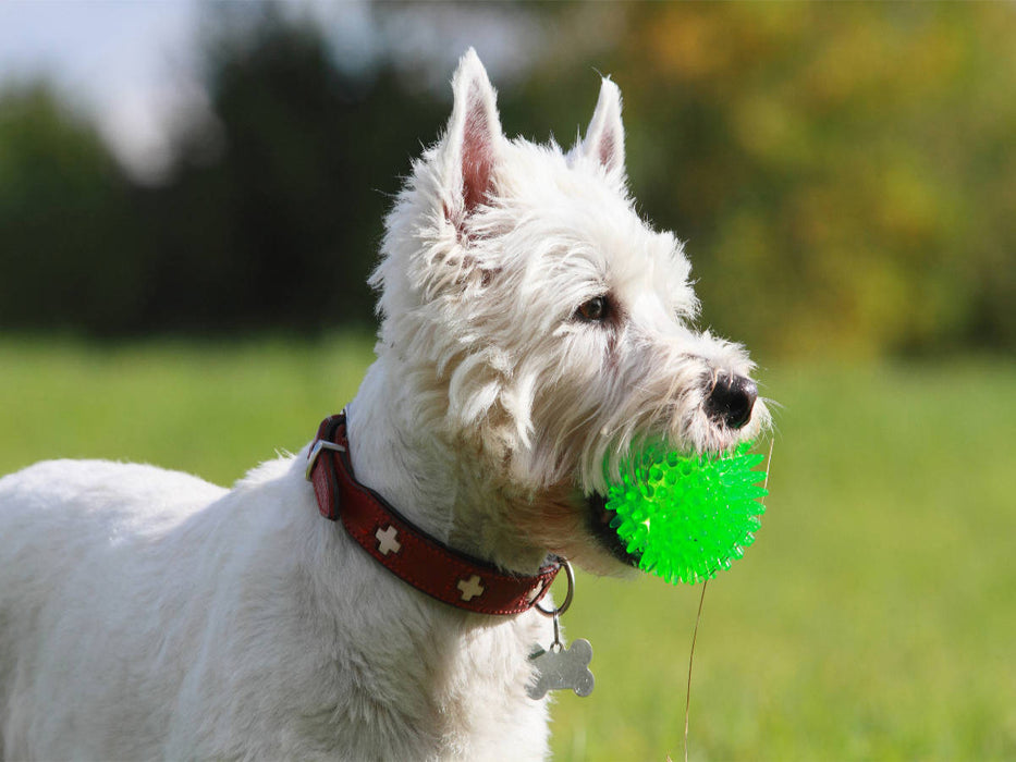 West Highland White Terrier - CALVENDO Foto-Puzzle'