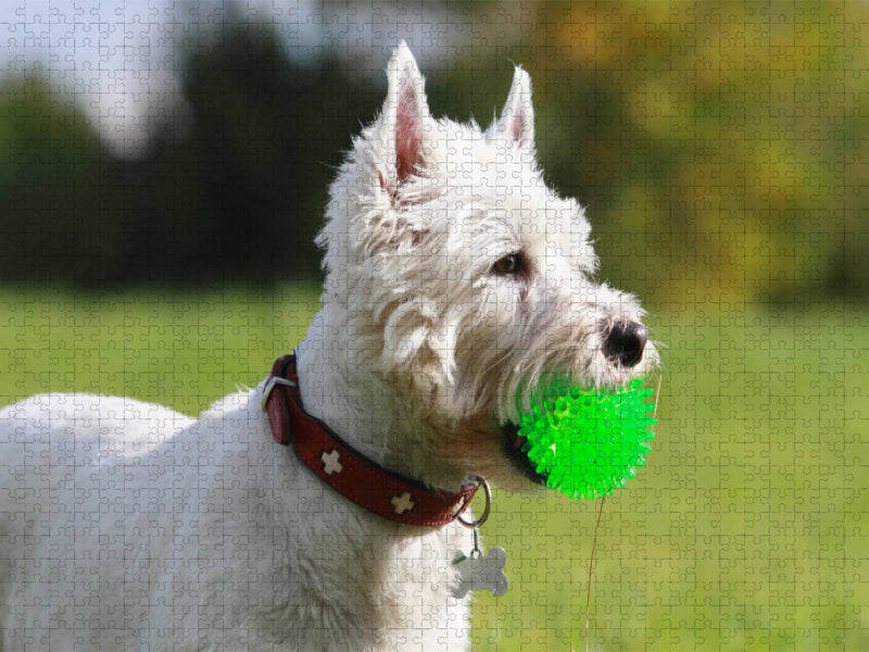 West Highland White Terrier - CALVENDO Foto-Puzzle'