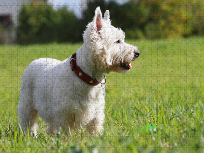 West Highland White Terrier - CALVENDO Foto-Puzzle'