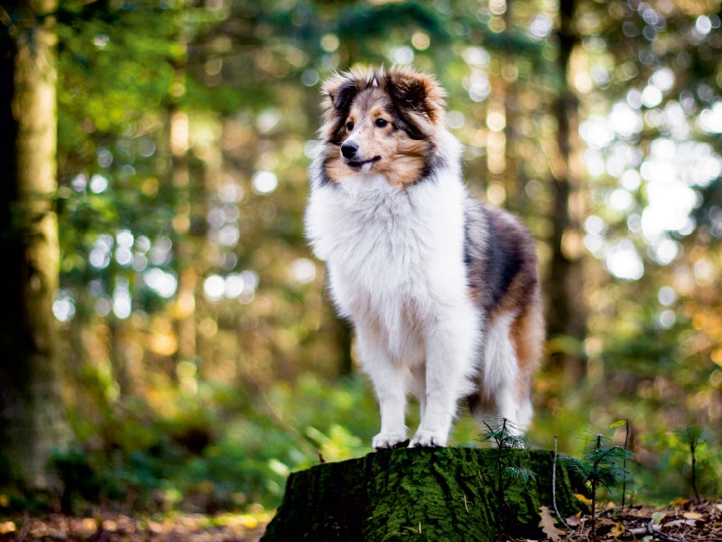Sheltie Bailey im verwunschenen Wald. 1000 Teile Puzzle quer - CALVENDO Foto-Puzzle'