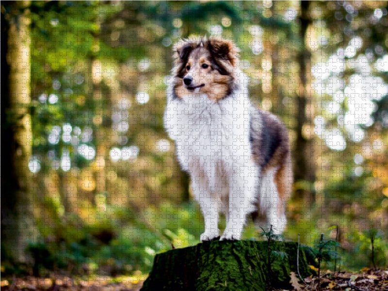 Sheltie Bailey im verwunschenen Wald. 1000 Teile Puzzle quer - CALVENDO Foto-Puzzle'