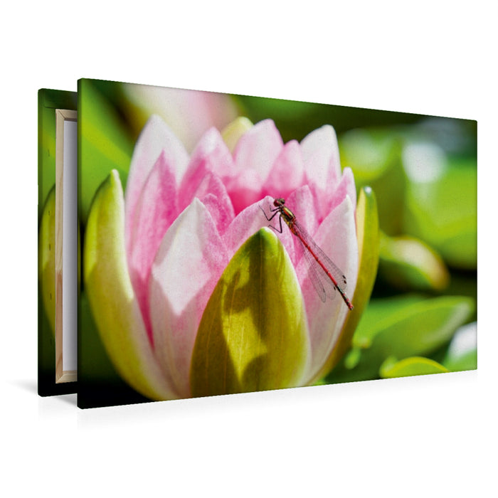 Premium Textil-Leinwand Frühe Adonislibelle an einer Seerose.