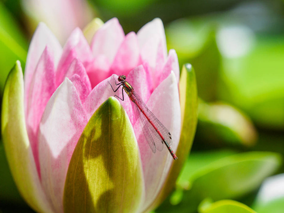 Frühe Adonislibelle an einer Seerose. - CALVENDO Foto-Puzzle'