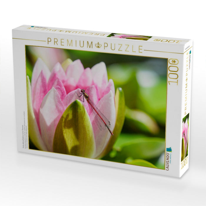 Frühe Adonislibelle an einer Seerose. - CALVENDO Foto-Puzzle'