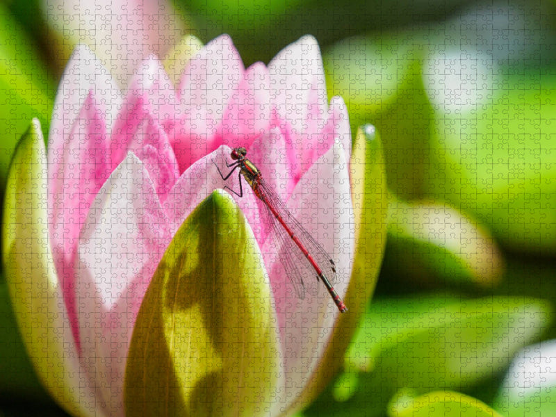 Frühe Adonislibelle an einer Seerose. - CALVENDO Foto-Puzzle'