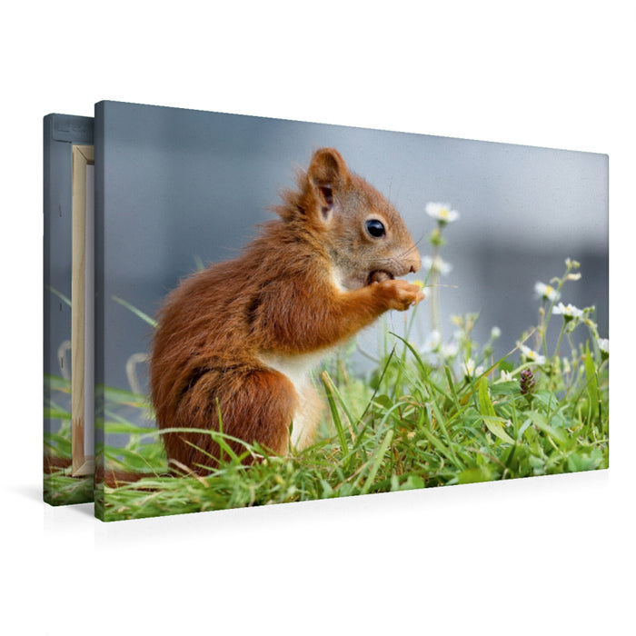 Premium Textil-Leinwand Junghörnchen in der Wiese