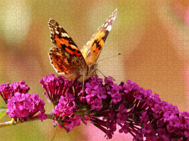 Diestelfalter - CALVENDO Foto-Puzzle'