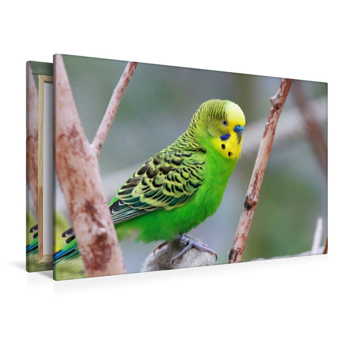 Premium Textil-Leinwand Wellensittich