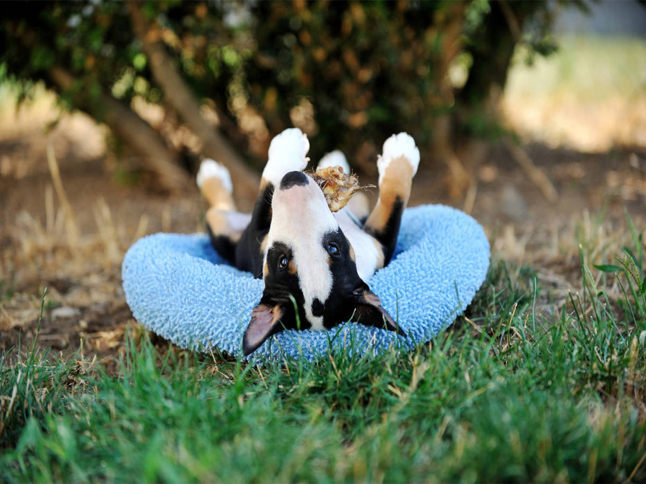 Bullterrierwelpe - CALVENDO Foto-Puzzle'