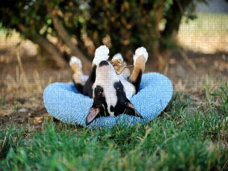 Bullterrierwelpe - CALVENDO Foto-Puzzle'
