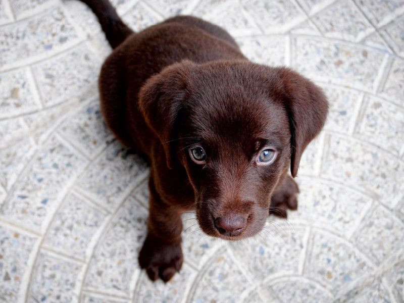 Dogish - CALVENDO photo puzzle 