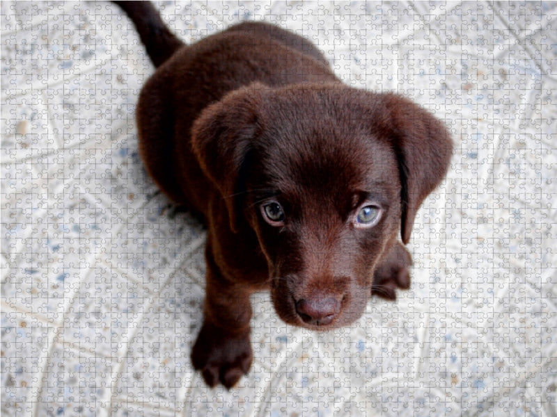 Dogish - CALVENDO photo puzzle 