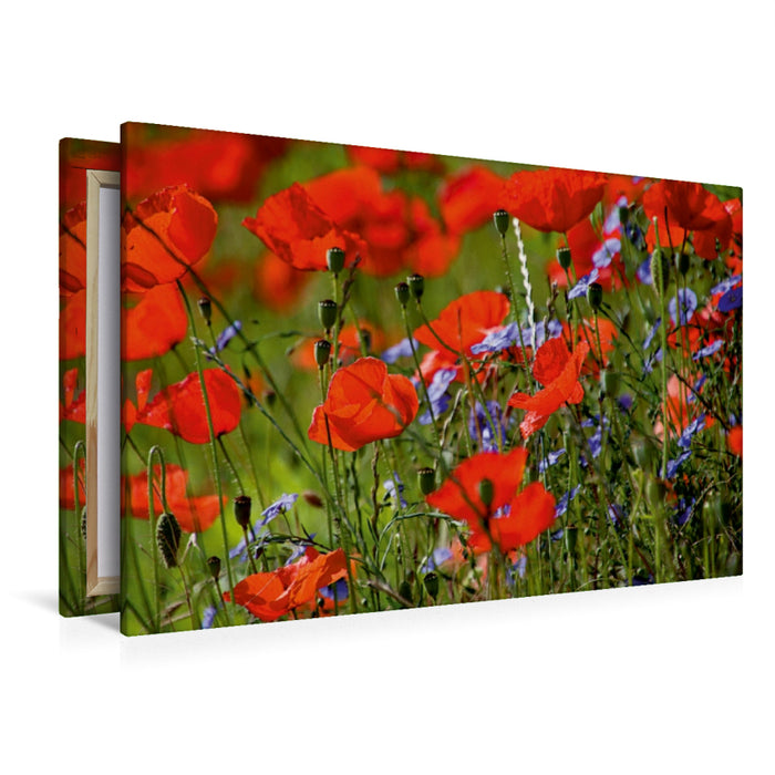 Premium Textil-Leinwand Mohnblumen am Wegesrand