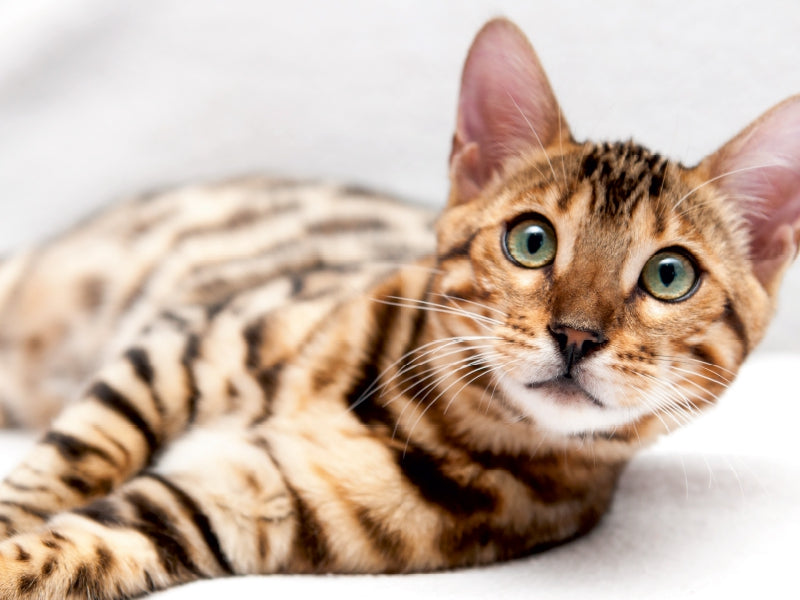 Bethari Vinu - Brown rosetted Bengal 1000 Teile Puzzle quer - CALVENDO Foto-Puzzle'