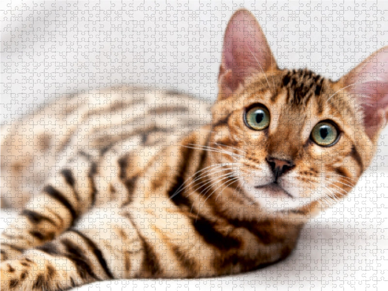 Bethari Vinu - Brown rosetted Bengal 1000 Teile Puzzle quer - CALVENDO Foto-Puzzle'