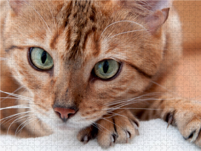 Bethari Hita - Brown rosetted Bengal 1000 Teile Puzzle quer - CALVENDO Foto-Puzzle'