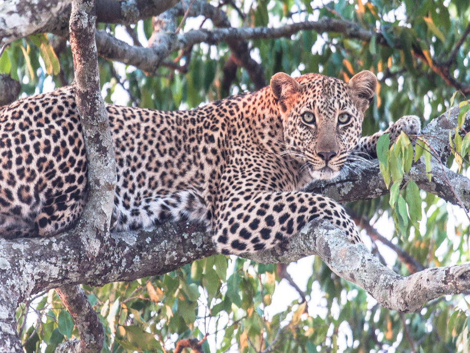 Leopard - CALVENDO Foto-Puzzle'