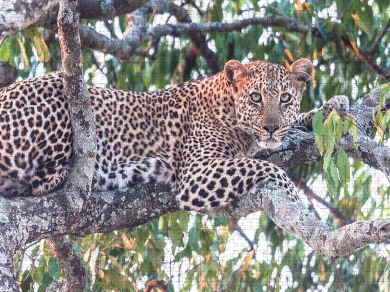 Leopard - CALVENDO Foto-Puzzle'