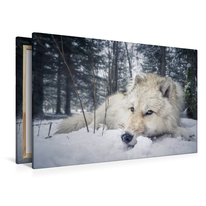Premium Textil-Leinwand Grau wolf