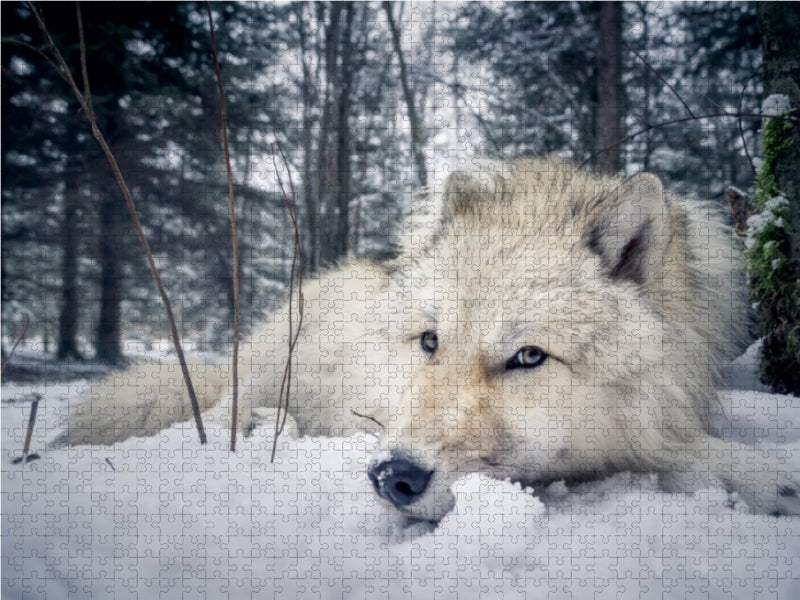 Gray wolf - CALVENDO photo puzzle 
