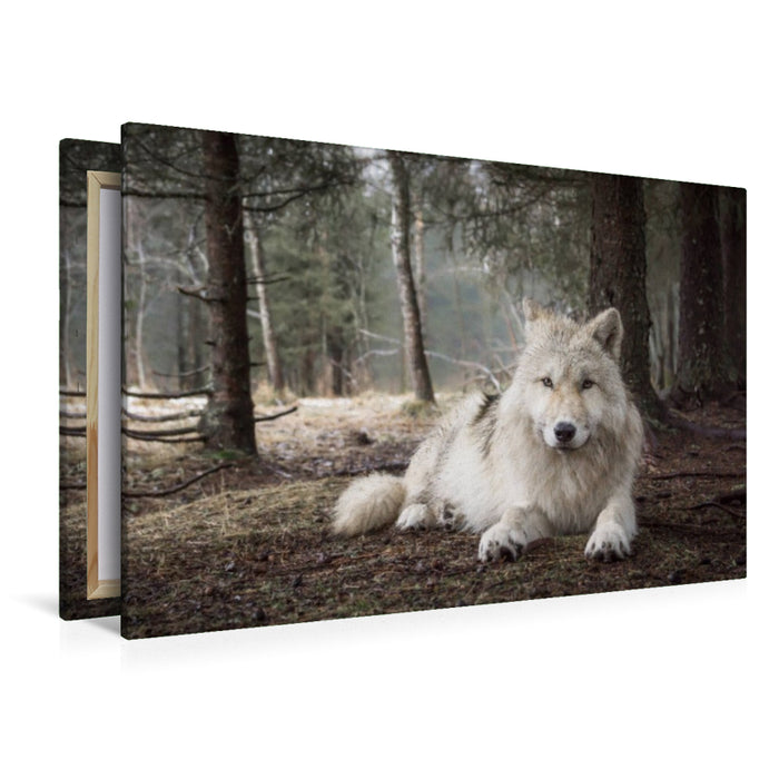 Premium Textil-Leinwand weißer Wolf