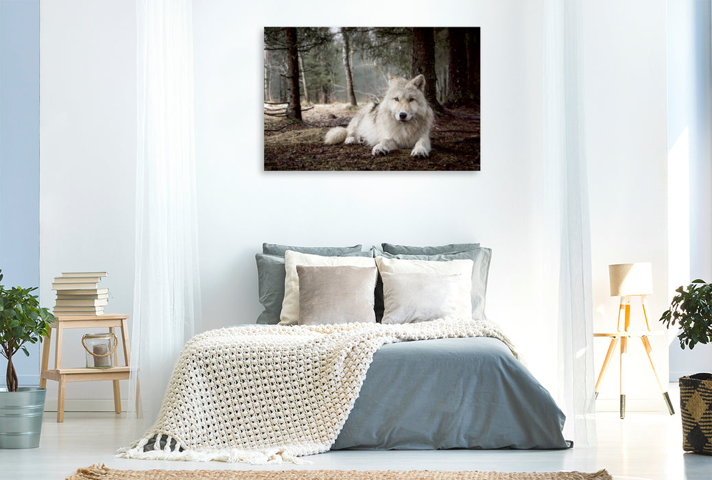 Premium Textil-Leinwand Premium Textil-Leinwand 120 cm x 80 cm quer weißer Wolf