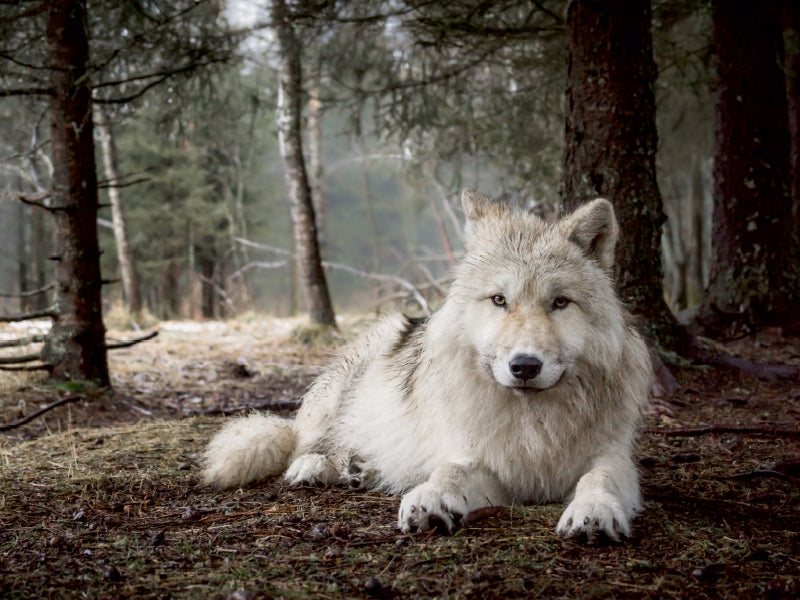 white wolf - CALVENDO photo puzzle 
