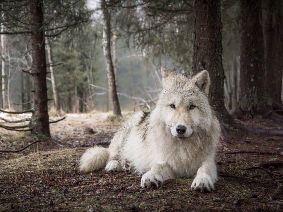 weißer Wolf - CALVENDO Foto-Puzzle'