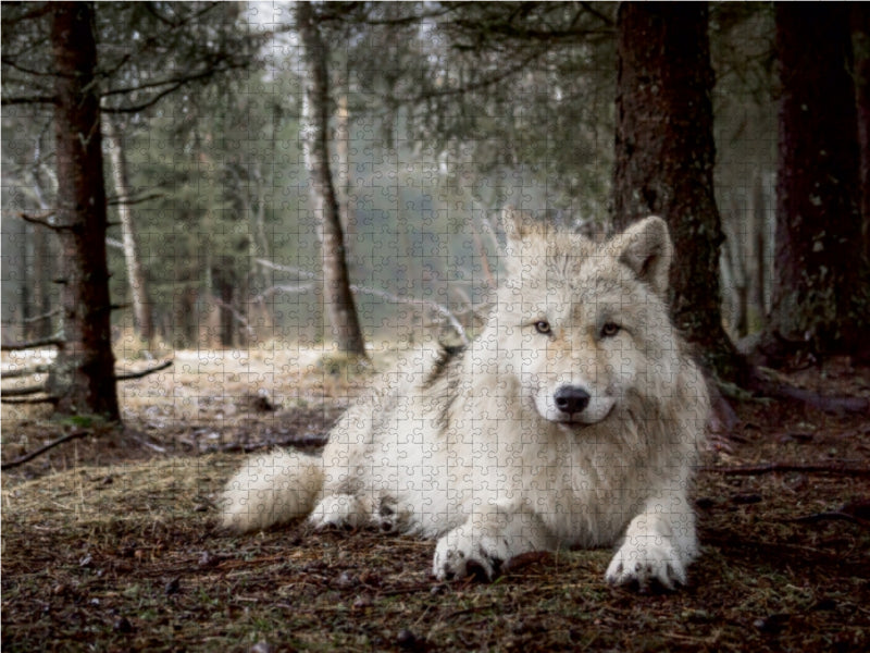 white wolf - CALVENDO photo puzzle 