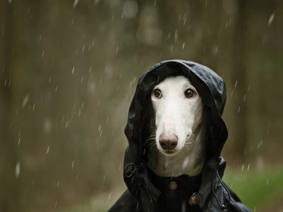 Regenjackenwetter - CALVENDO Foto-Puzzle'