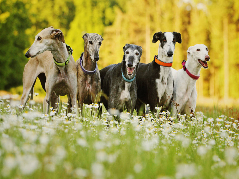 A whole pack - CALVENDO photo puzzle 