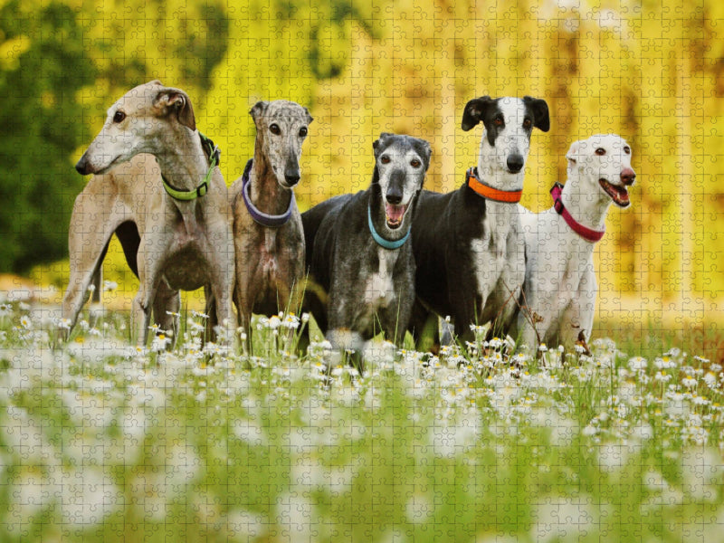 A whole pack - CALVENDO photo puzzle 