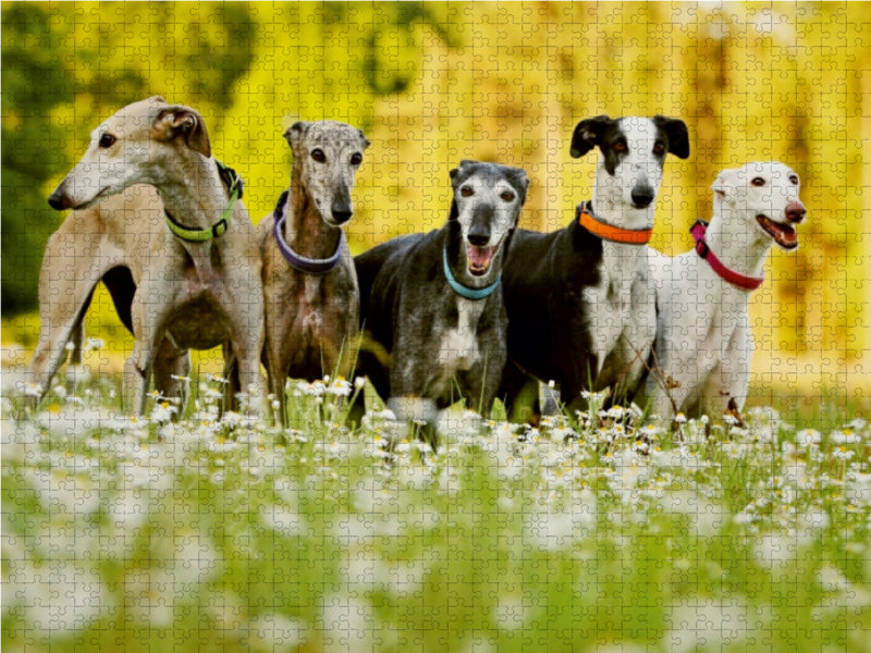 Ein ganzes Rudel 1000 Teile Puzzle quer - CALVENDO Foto-Puzzle'