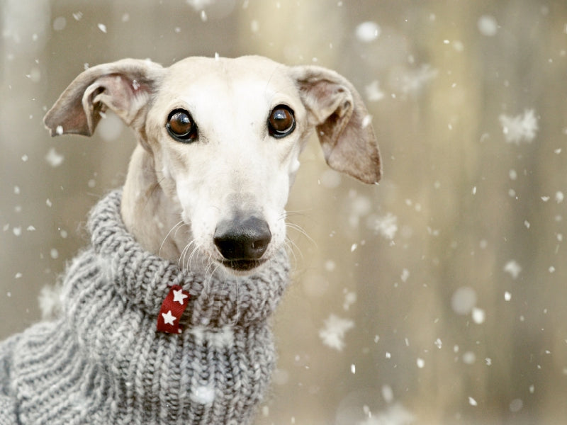 It's snowing - CALVENDO photo puzzle 