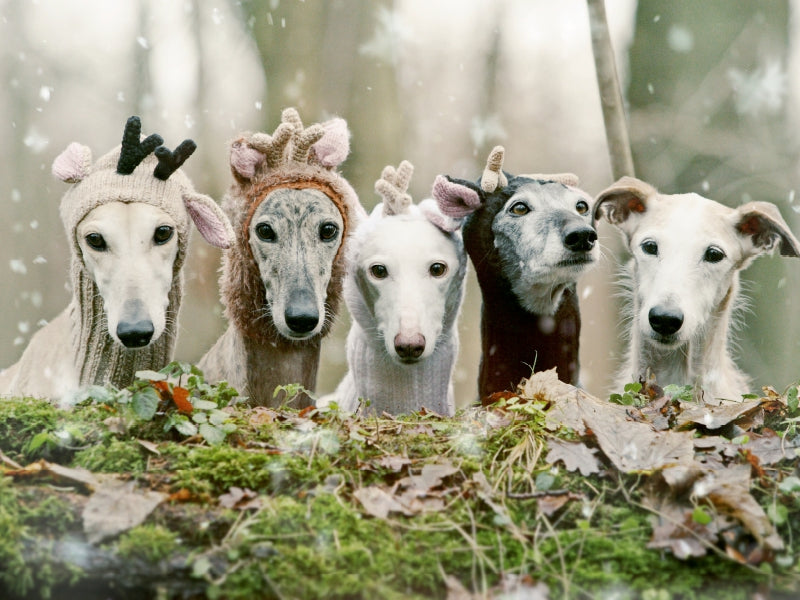 Fröhliche Weihnachten wünscht die ganze Bande 1000 Teile Puzzle quer - CALVENDO Foto-Puzzle'