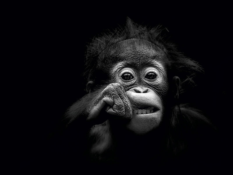 Young orangutan - CALVENDO photo puzzle 
