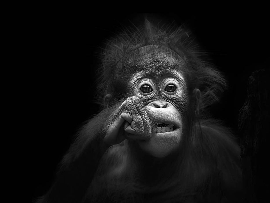 Junger Orang Utan - CALVENDO Foto-Puzzle'