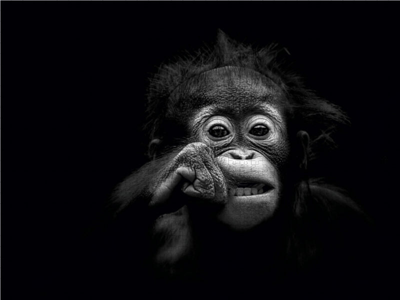 Young orangutan - CALVENDO photo puzzle 