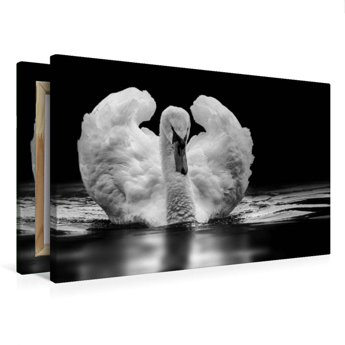 Premium Textil-Leinwand Höckerschwan