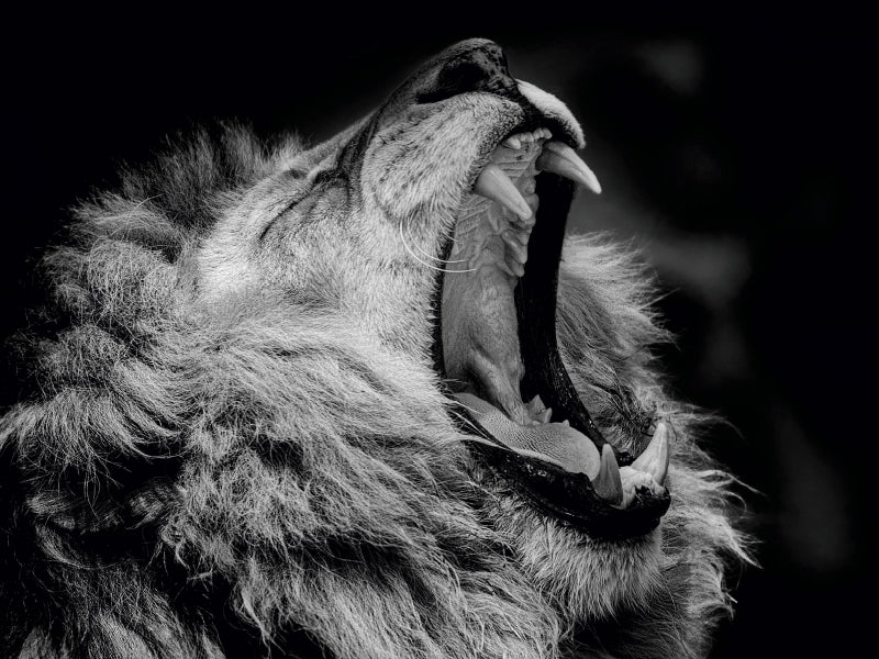 Lion - Puzzle photo CALVENDO 