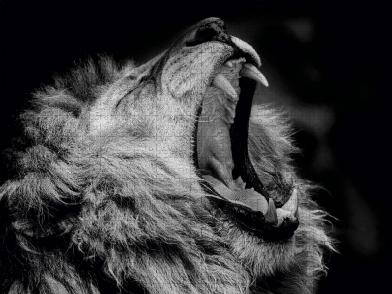 Lion - Puzzle photo CALVENDO 