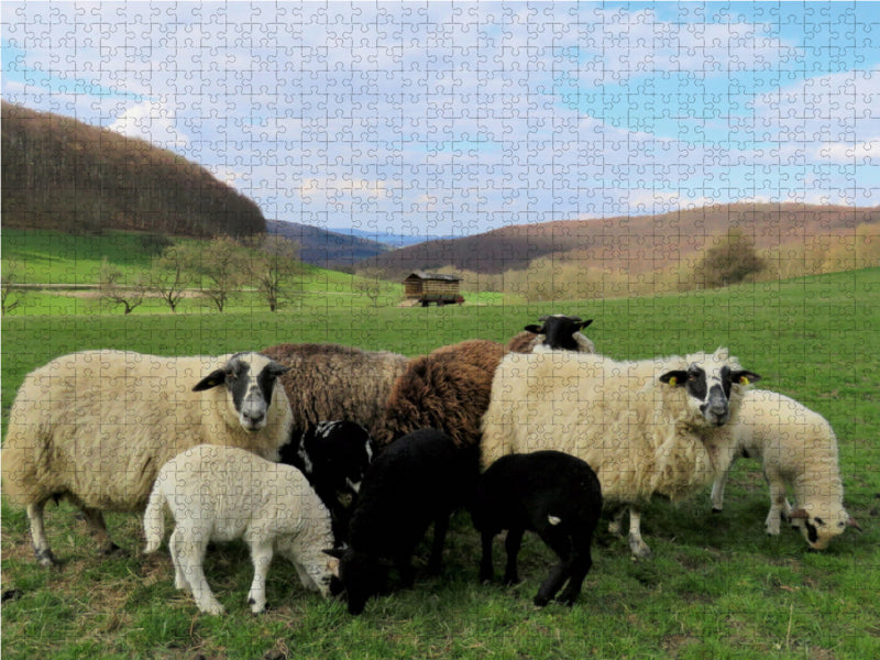 Schafe am Meißner bei Großalmerode-Weißenbach 1000 Teile Puzzle quer - CALVENDO Foto-Puzzle'