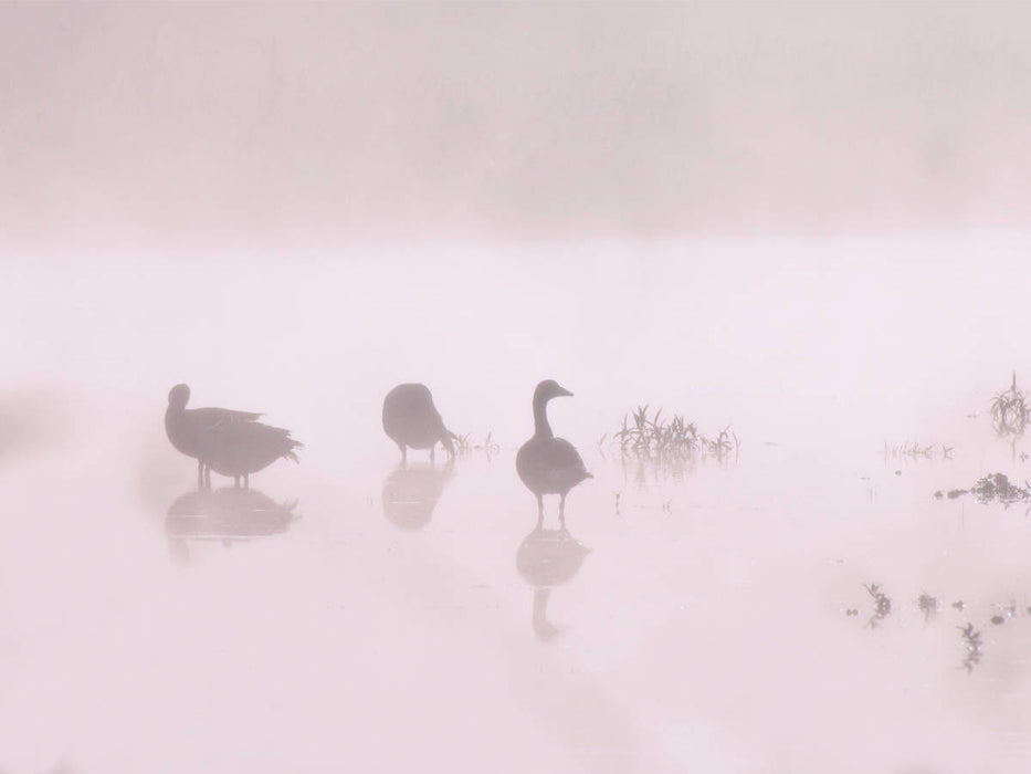 Wildgänse - CALVENDO Foto-Puzzle'