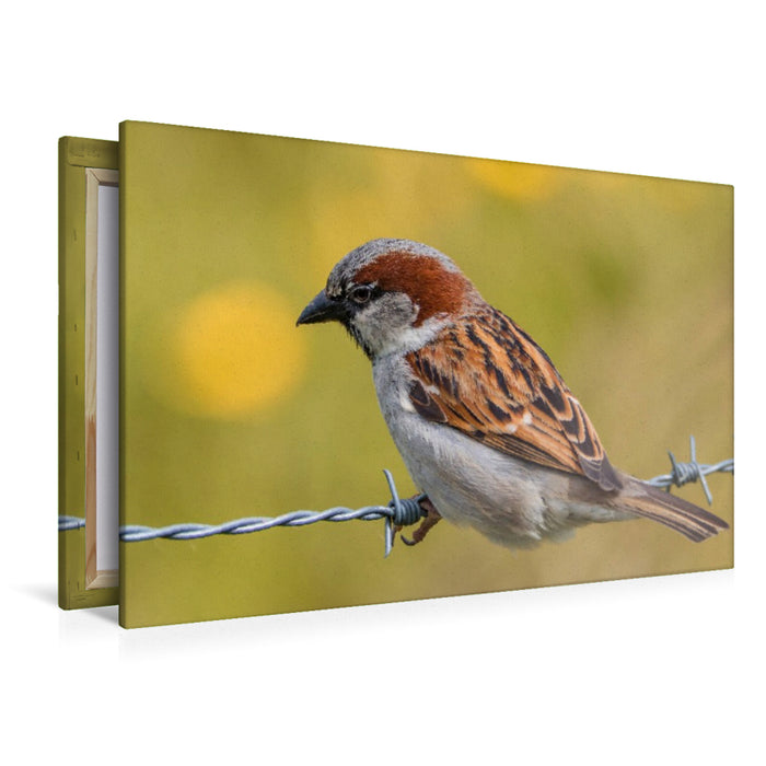 Premium Textil-Leinwand Sperling